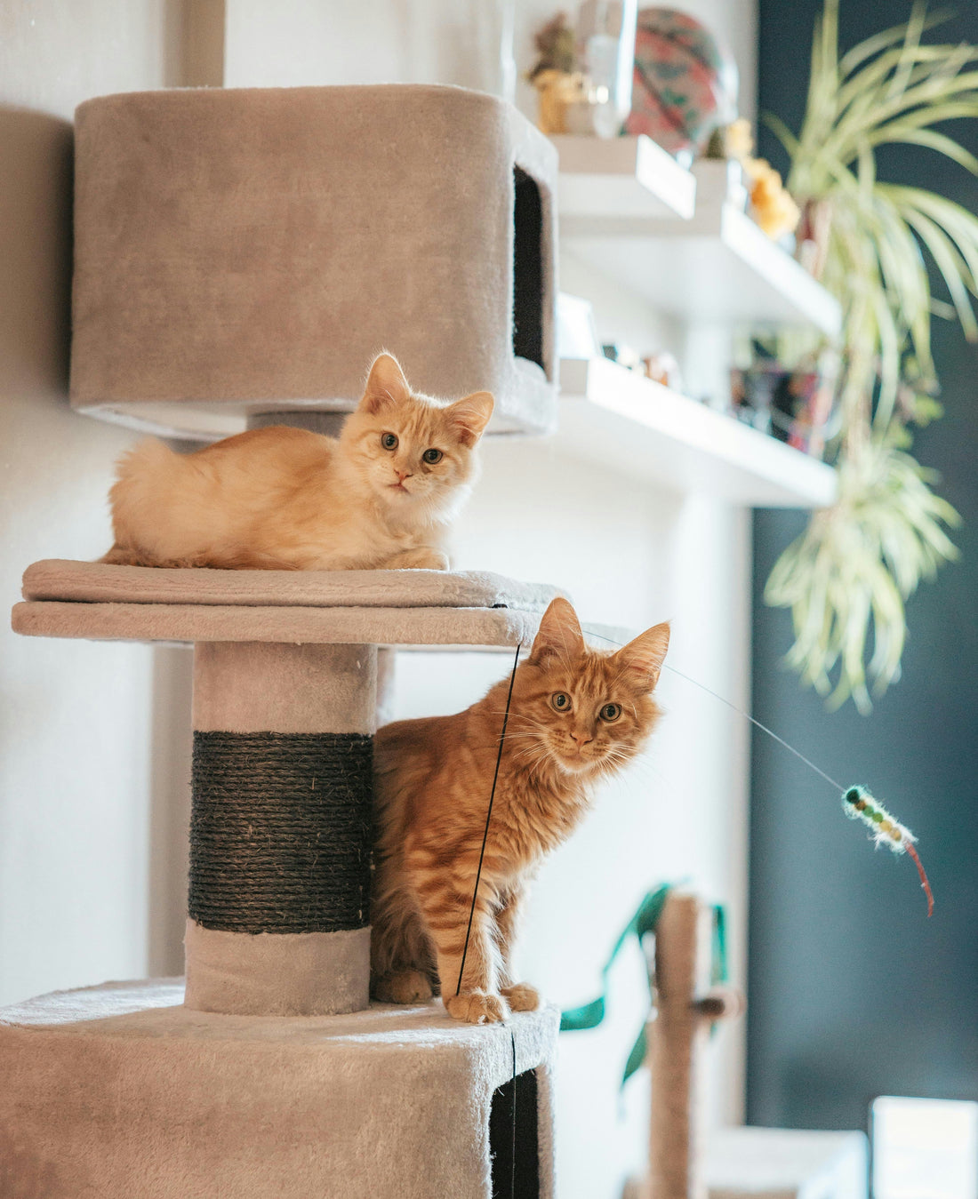 Top 5 Most Sturdy Cat Trees for Large Cats in 2026
